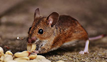 24 Hour & Emergency Exterminators in Tamalpais Valley, CA